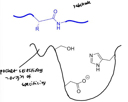 <p>a binding pocket next to the active site</p>