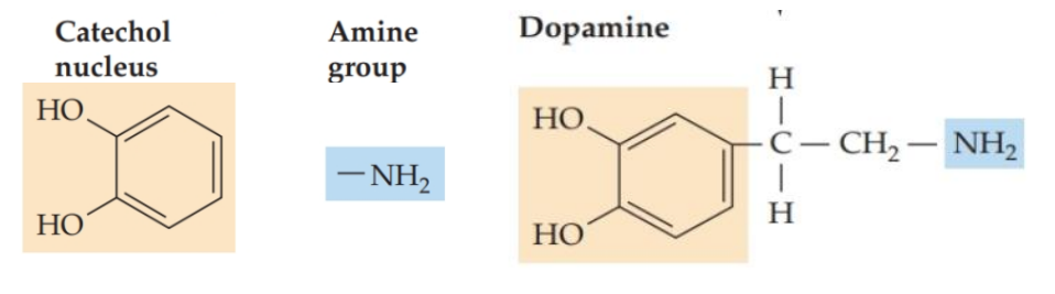 <p><strong>Dopamine (DA)</strong></p>