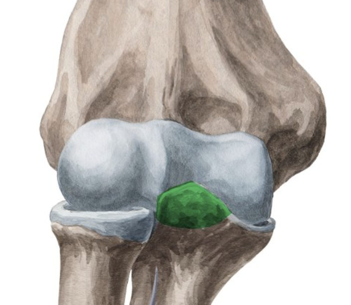 <p>Fits into coronoid fossa. <strong>(Ulna)</strong></p>