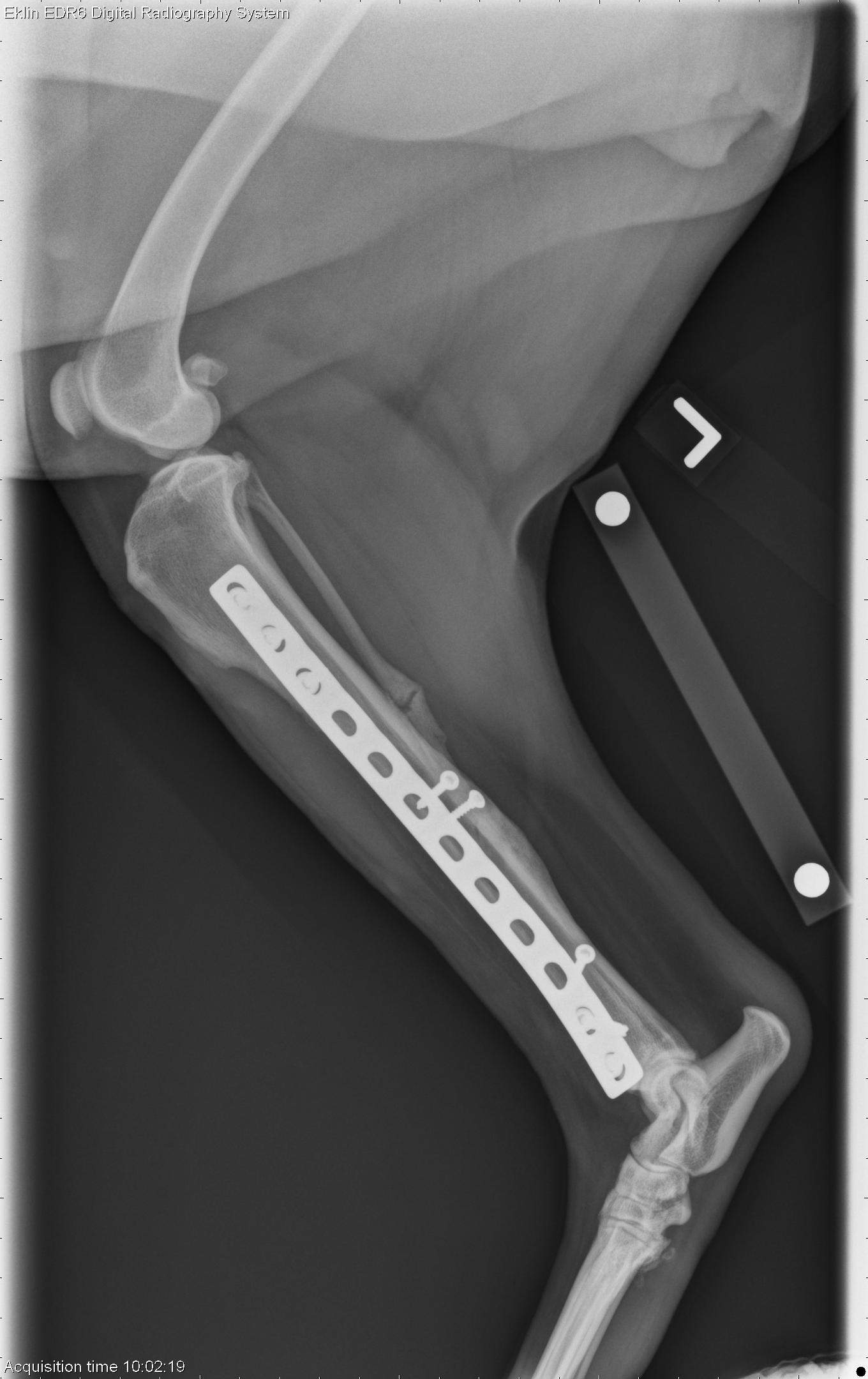 <p>Implants </p>
