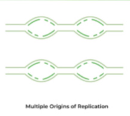 <p>Is this a diagram of eukaryotic or prokaryotic replication?</p>