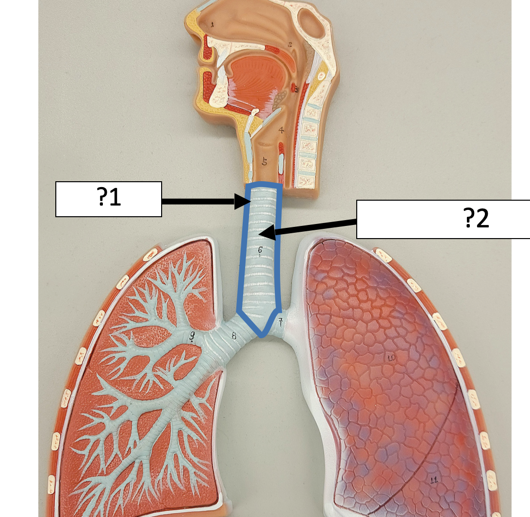 <p>1 Name the organ? </p>