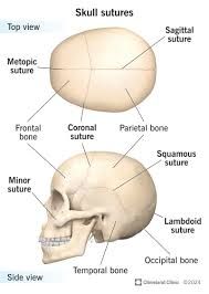 <p>Sutures are immovable joints found only between skull bones and hold skull bones together. </p><p>Sutures include the coronal, sagittal, lamboidal, and squamous sutures, among others</p>