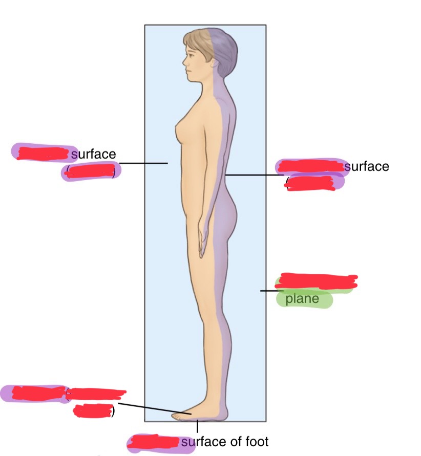 <p>what is the sole or posterior surface of the foot called?</p>