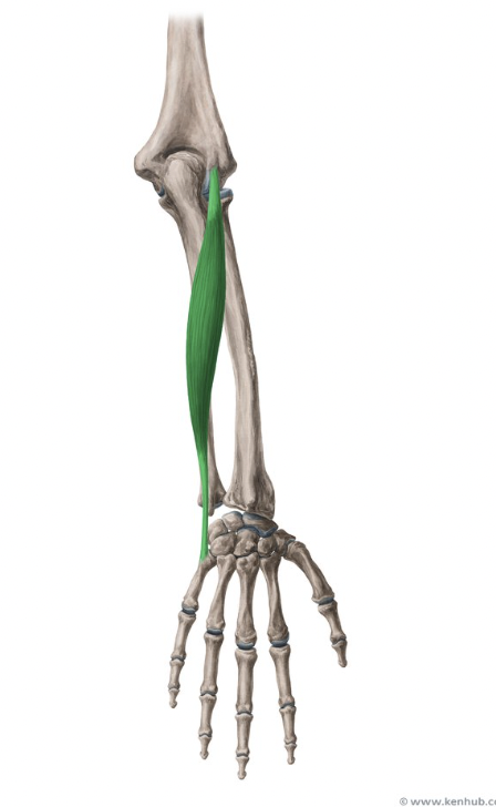 term image
