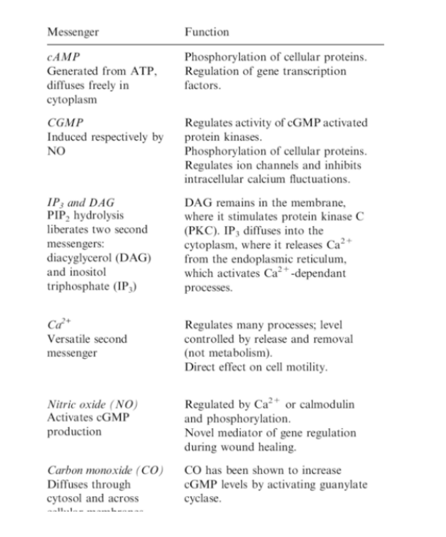 <p>cAMP: </p><ul><li><p>Generated from <strong>ATP</strong></p></li><li><p>Diffuses freely in the cytoplasm <strong>(hydrophilic)</strong></p></li><li><p>P-lates cellular proteins and <strong><mark data-color="yellow" style="background-color: yellow; color: inherit;">regulates gene transcription factors</mark></strong></p></li></ul><p>cGMP:</p><ul><li><p>Induced by NO!</p></li><li><p>Regulates activity of some protein kinases</p></li><li><p>P-lation of cellular proteins</p></li><li><p><strong><mark data-color="yellow" style="background-color: yellow; color: inherit;">Regulates ion channels and inhibits intracellular calcium fluctuations</mark></strong></p></li></ul><p>IP3 and DAG:</p><ul><li><p><strong><mark data-color="yellow" style="background-color: yellow; color: inherit;">Created by PIP2 hydrolsis</mark></strong></p></li><li><p><strong><mark data-color="yellow" style="background-color: yellow; color: inherit;">DAG remains in the membrane where it stimulates PKC</mark></strong></p></li><li><p><strong><mark data-color="yellow" style="background-color: yellow; color: inherit;">IP3 diffuses into the cytoplasm where it releases Ca++ from the ER</mark></strong></p></li></ul><p>Ca++: </p><ul><li><p>Regulates many processes and level in body is controlled by release and removal </p></li><li><p>Direct effect on cell motility</p></li></ul><p>NO:</p><ul><li><p>Activates cGMP production</p></li><li><p>Regulated by Ca++ </p></li><li><p>Mediator of gene regulation of during wound healing</p></li><li><p>Vasodilator</p></li></ul><p>CO:</p><ul><li><p>Diffuses through cytosol and across cellular membranes</p></li><li><p>Shown to increase cGMP levels by activating guanylate cyclase</p></li></ul><p></p>