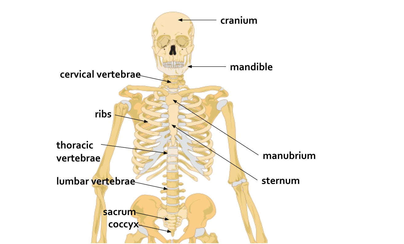 <ul><li><p>80 bones</p></li><li><p>Central axis of the body</p></li><li><p>Skull, ribs, sternum, and vertebrae</p></li></ul><p></p>