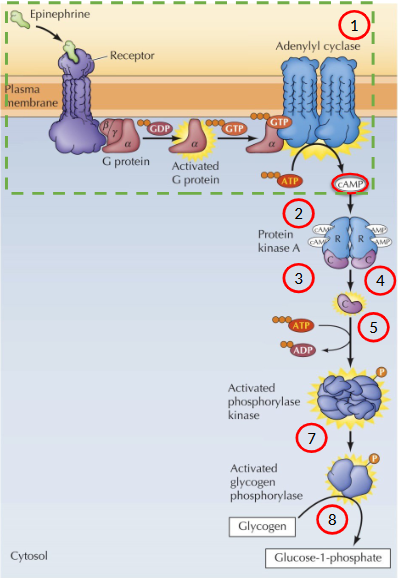 <p>x1 signal molecule → x100 signal amplification</p><ol><li><p>Epi stimulates adenylyl cyclase to synthesize cAMP</p></li><li><p>Most effects of cAMP are mediated by the action of cAMP-dependent kinases (Protein Kinase A = PKA)</p></li><li><p>PKA is a tetramer consisting of 2 regulatory subunits and 2 catalytic subunits (inactive state)</p></li><li><p>cAMP binds to regulatory subunits → induces a conformation changes that causes dissociation of the catalytic subunits</p></li><li><p>Catalytic subunits are now enzymatically active - phosphorylate serine residues in target proteins</p></li><li><p>Catalytic subunit phosphorylates phosphorylase kinase, which in turn phosphorylates glycogen phosphorylates</p></li><li><p>Glycogen phosphorylase then catalyzes the breakdown of glycogen to glucose-1-phosphate</p></li></ol><p></p>