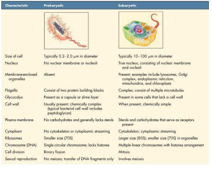 <p>Prokaryotes do not have:</p><p>a) a true nucleus</p><p>b) membrane bound organelles</p><p></p><p>Size:</p><ul><li><p>Prokaryotic cells are generally much smaller than eukaryotic cells</p></li></ul><p></p>