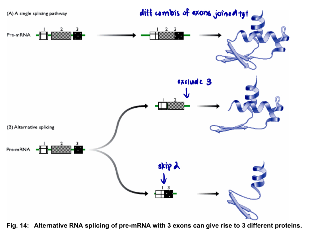 <ul><li><p>use of different splice sites i.e. a phenomenon known as alternative splicing, allows exons to be joined together in different combinations </p></li><li><p>this produces different mature mRNAs from the same pre-mRNA that in turn, generate different proteins </p></li><li><p>a substantial proportion of higher eukaryotic genes synthesises different proteins from one gene </p></li></ul><p></p>