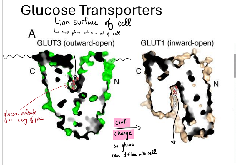 <p>Describe facilitated diffusion of glucose</p>