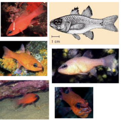 <p>Cardinal fish</p>