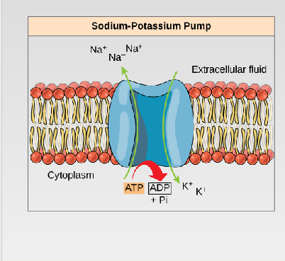 <p><span>An example of energy coupling. The energy derived from ATP hydrolysis is used by the protein to pump 3 sodium ions out of the cell and 2 potassium ions into the cell</span></p><ul><li><p>a transmembrane protein in animal cell membranes that uses <span>ATP</span> energy to actively transport 3 sodium ions (Na⁺) out of the cell and 2 potassium ions (K⁺) in against their concentration gradients</p></li></ul><p></p>