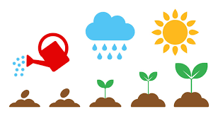 <p>when rainfall increases, plant growth increases</p>