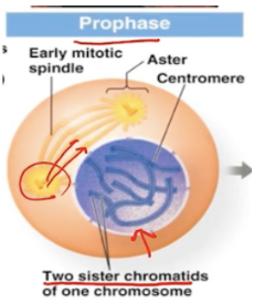 <ol><li><p>Chromatin condenses</p></li><li><p>Centrosomes move</p></li><li><p>Mitotic spindle forms</p></li><li><p>Nucleolus dissolves</p></li></ol><p>Chromosomes become visible / condensed</p><p>Sister chromatids are joined at the centromere</p><p></p>