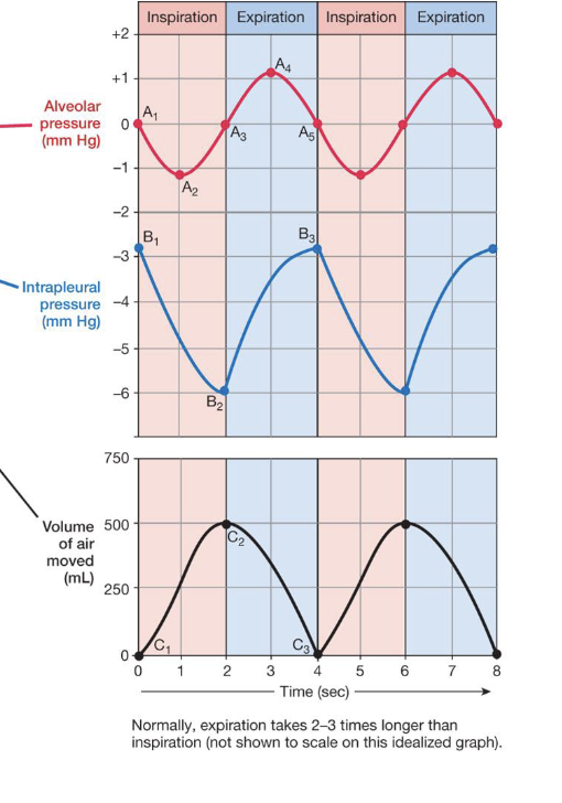 <ol><li><p>creates a moist slippery surface that reduces friction during ventilation</p></li><li><p>holds lungs tight to the thoracic wall so that when it expands the lungs expand with it</p></li><li><p>uses cohesive forces to hold membranes together so hey move as one</p></li></ol><p></p>