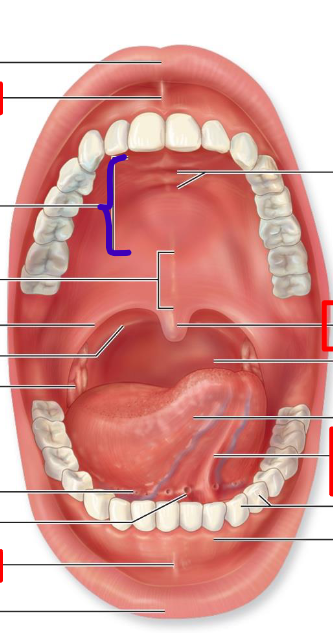 <p>forms anterior roof of mouth</p>