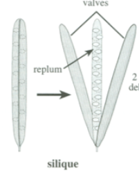 <p>2 lines of dehiscence, leaves behind a replum, longer than wide</p>