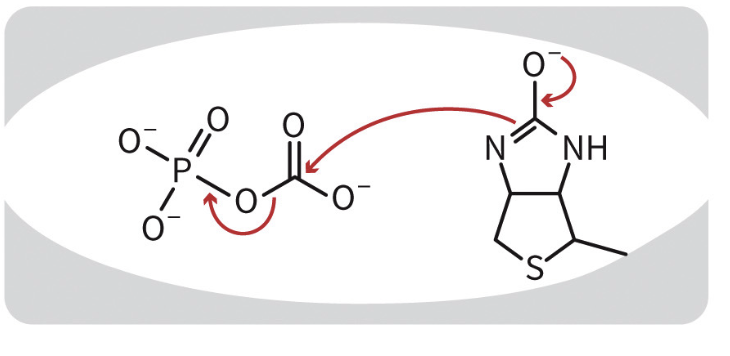 <p>electrons flow out of biotin and into carbonyl phosphate.</p>