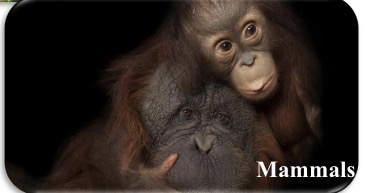 <p>What’s is the subphylum</p>