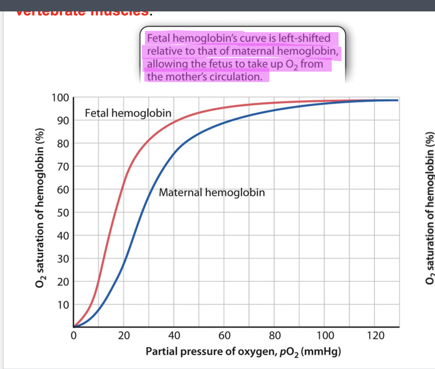 <ul><li><p>Fetal hemo curve is shifted left compared to maternal hemo</p><ul><li><p>allows fetus to take up O2 from mother’s circulation </p></li></ul></li><li><p><span style="background-color: inherit; line-height: 19.55px; color: windowtext;">Fetal hemoglobin</span><span style="line-height: 19.55px; color: windowtext;">&nbsp;</span></p><ul><li><p class="Paragraph SCXO147923806 BCX0" style="text-align: left;"><span style="background-color: inherit; line-height: 19.55px; color: windowtext;">During digestion period -> placenta provides nutrients and oxygen to growing fetus</span><span style="line-height: 19.55px; color: windowtext;">&nbsp;</span></p></li><li><p class="Paragraph SCXO147923806 BCX0" style="text-align: left;"><span style="background-color: inherit; line-height: 19.55px; color: windowtext;">Even through fetus and maternal circulation is close (placenta connects circulation -> closed network with mother)</span><span style="line-height: 19.55px; color: windowtext;">&nbsp;</span></p></li><li><p class="Paragraph SCXO147923806 BCX0" style="text-align: left;"><span style="background-color: inherit; line-height: 19.55px; color: windowtext;">Pp is not favorable for rapid exchange&nbsp;</span><span style="line-height: 19.55px; color: windowtext;">&nbsp;</span></p><ul><li><p class="Paragraph SCXO147923806 BCX0" style="text-align: left;"><span style="background-color: inherit; line-height: 19.55px; color: windowtext;">To overcome during digestional period</span><span style="line-height: 19.55px; color: windowtext;">&nbsp;</span></p></li><li><p class="Paragraph SCXO147923806 BCX0" style="text-align: left;"><span style="background-color: inherit; line-height: 19.55px; color: windowtext;">Fetal hemoglobin have higher affinity to oxygen (less than myoglobin but more than maternal hemoglobin)</span><span style="line-height: 19.55px; color: windowtext;">&nbsp;</span></p></li></ul></li><li><p class="Paragraph SCXO147923806 BCX0" style="text-align: left;"><span style="background-color: inherit; line-height: 19.55px; color: windowtext;">Fetal shifts towards left-> allows high affinity in response to unfavorable pp of oxygen</span><span style="line-height: 19.55px; color: windowtext;">&nbsp;</span></p></li></ul></li></ul><p></p>