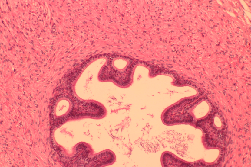 <p><span>Identify the organ in this image.</span></p>