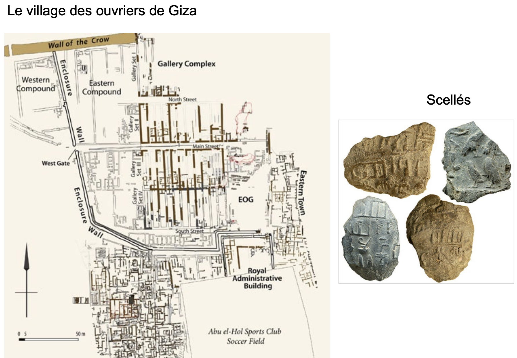 <p>La IVe dynastie</p><p><strong>Pyramide de Khéphren</strong></p><p>Le roi suivant <u>simplifie le plan de sa pyramide</u>. On a une seule entrée, et la chambre funéraire est au niveau du sol. C’est Khéphren qui est responsable du Sphinx.</p><p><u>Ce Sphinx est une image du roi</u> ; très rapidement, les Égyptiens vont l’interpréter comme une image du soleil levant et l’appellent « l’Horus de l’horizon ».</p><p>Environ 1 300 ans après l’aménagement du Sphinx...</p><p>L’aménagement du plateau de Giza a été mieux compris grâce à des fouilles menées il y a une vingtaine d’années. Des équipes américaines ont fouillé un village d’ouvriers. On distingue deux secteurs : un secteur sud, organisé de façon « organique », où le village s’est développé de lui-même, et un secteur nord, planifié. Il y a un mur d’enceinte lié à un bâtiment administratif royal. Les sceaux retrouvés portent les noms des rois Khéops, Khéphren, etc.</p><p>Les parties nord sont aussi intéressantes car on y trouve de grands bâtiments, des couloirs d’environ 30 m de long sur 5 m de large, qui ne sont pas des magasins. Dans un couloir, on peut allonger les jambes et faire dormir environ 25 personnes : ce sont donc des dortoirs d’ouvriers.</p><p>On peut loger 2 000 à 3 000 personnes. On a trouvé dans le secteur nord-est les cuisines, la « cantine » des ouvriers. Ces ouvriers mangeaient de la viande animale plusieurs fois par semaine : le mythe d’une construction assurée uniquement par des esclaves est donc à relativiser.</p><p>L’autre grande découverte, faite en 2013 par Pierre Tallet, concerne les plus anciens papyrus du monde, trouvés à Wadi el-Jarf. Il y avait là des galeries destinées à abriter des bateaux. En étudiant ces bateaux, on a trouvé, coincés entre deux blocs de pierre, quelques papyrus tombés, appartenant à un chef d’équipe de l’expédition : il s’agissait d’un ancien journal de bord, rédigé à la fin du chantier de la pyramide royale.</p>