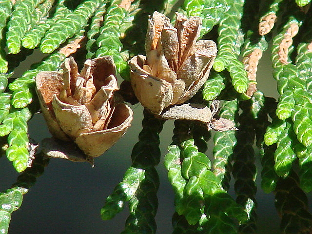 <p>Western red cedar</p>