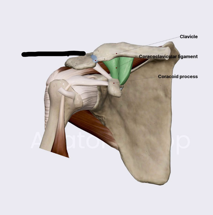 <p>What Shoulder Ligament?</p>