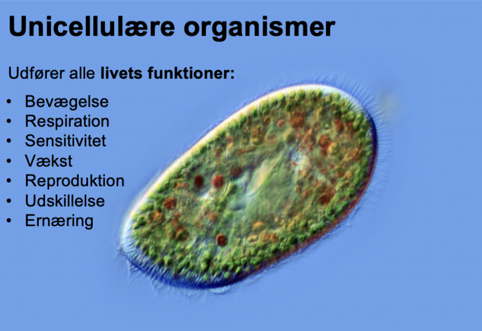 <p>Udfører alle livets funktioner</p>