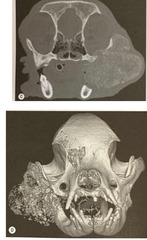 <p>This malignant tumor often presents as a soft tissue mass surrounding bony lysis rather than hard tissue proliferation. More common in appendicular skeleton. If it occurs on axial = mandibular and maxilla (mandible preferrable). Cats have poor prognosis. Median survival rate after surgery is 9 months.</p>