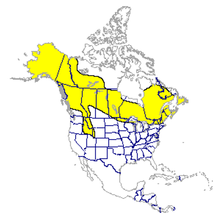 <p>Moose</p><p>cow/calf band; solitary</p><p>aquatic veg, woody browse</p><p>spruce, swamp, aspen/willow thickets</p><p>aggressive</p>