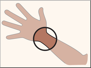 <p>wrist</p>
