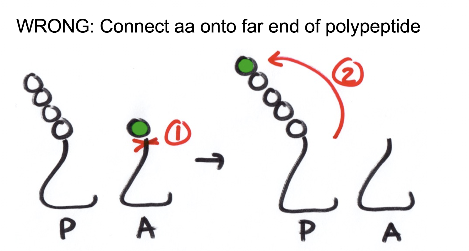 <p>Below. Even though adding the new amino acid above onto the polypeptide chain would only be one cut and one connection, as the chain gets longer the distance is much too far to viable</p>