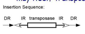 <p><strong>Inverted repeats</strong> are <strong>short DNA sequences at the ends of a transposon that are reverse complements of each other</strong>.</p><p><strong>Key points:</strong></p><ul><li><p>Part of the <strong>transposon itself</strong></p></li><li><p>Located <strong>at both ends of the element</strong></p></li><li><p>Recognized by the enzyme <strong>transposase</strong></p></li><li><p>Help the transposon <strong>be excised and inserted into a new location</strong></p></li></ul><p></p>