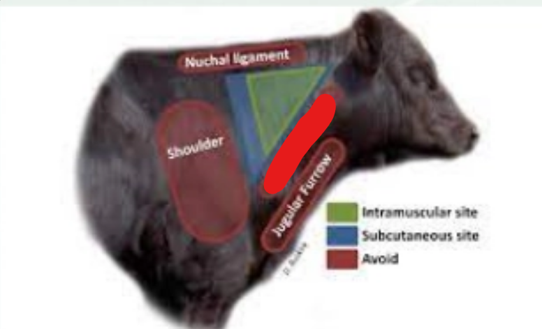 <p>what is it (Bovine Injections)</p>