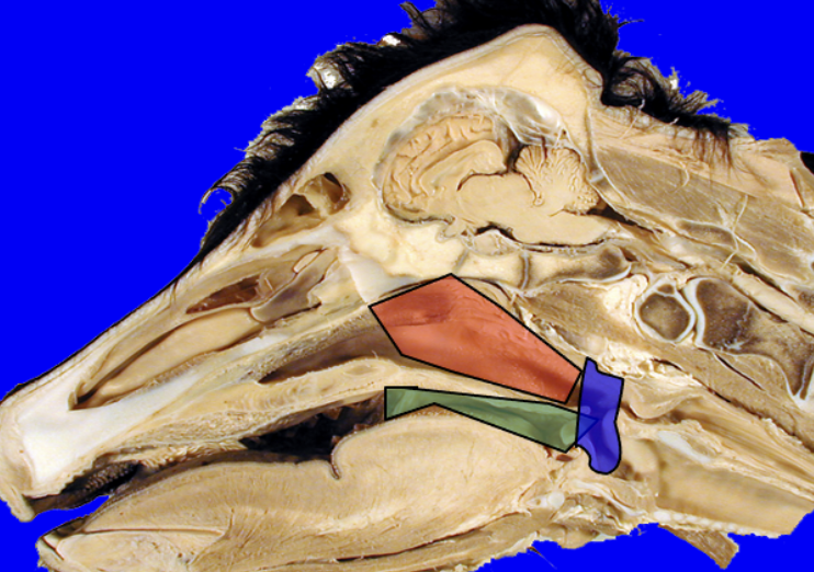 <p><span style="background-color: transparent;">Common cavity for food and ingesta</span></p><ul><li><p><span style="background-color: transparent;">Oral cavity ventrally (with oesophagus dorsally)</span></p></li><li><p><span style="background-color: transparent;">Nasal cavity dorsally (with larynx and trachea ventrally)</span></p></li></ul><p><span style="background-color: transparent;">There are three parts of the pharynx:</span></p><ol><li><p><span style="background-color: transparent;">Nasopharynx (red)</span></p></li><li><p><span style="background-color: transparent;">Oropharynx (green)</span></p></li><li><p><span style="background-color: transparent;">Laryngopharynx (blue) </span></p></li></ol><p></p>