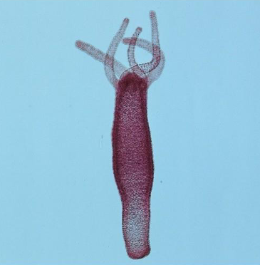 <p>what phylum, class, and genus</p>