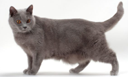 <p>welk type kat is dit</p>
