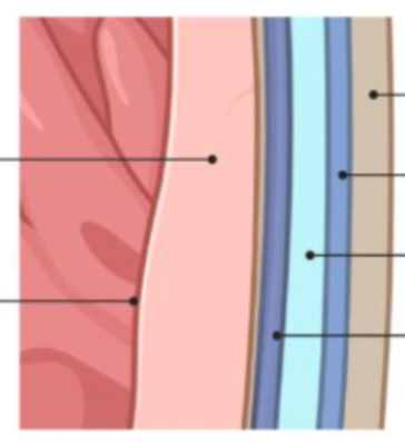 <p>Layers of the Heart Wall (inside → out)</p>