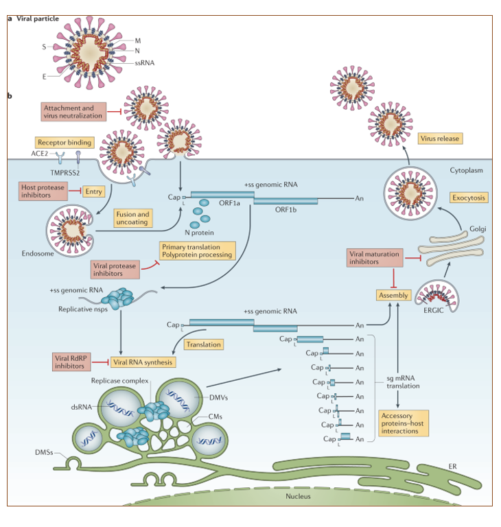 <p><span>For RNA viruses they can be (+) or (-) single strand , double strand or retroviruses.&nbsp; SARS-Cov-2 is a (+) RNA virus.&nbsp;</span></p><ul><li><p><span> In this case, the genetic material is the positive strand RNA that can be translated and used for replication and nested transcription.</span></p></li></ul><p></p>