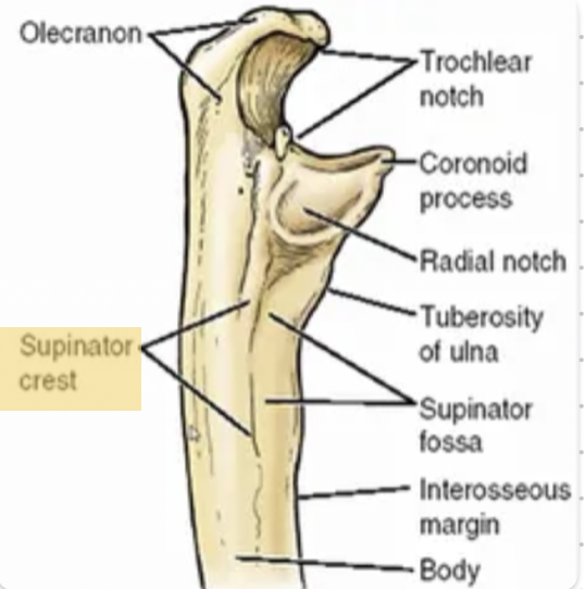 <p><span>The <strong>supinator crest</strong>.</span></p>