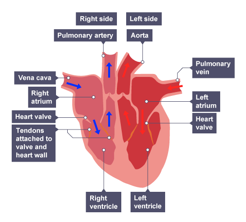 <p>Explain how the structure of the heart relates to its function.</p>