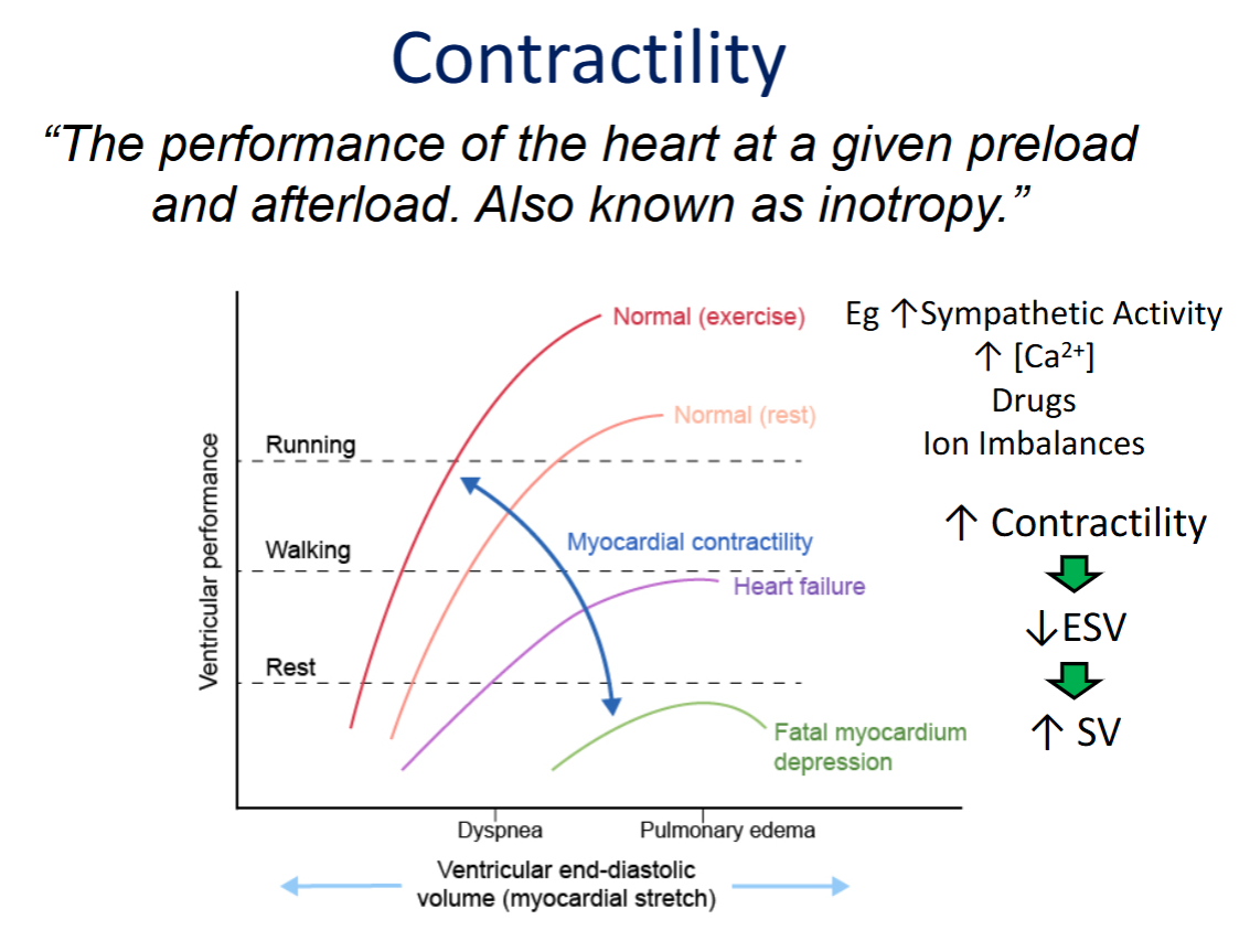 <ul><li><p><strong>Graphical Representation:</strong> Changes in contractility shift the entire Frank-Starling curve <strong>up or down</strong> (creating a family of curves).</p></li><li><p><strong>Increased Contractility (e.g., Exercise):</strong></p><ul><li><p>Shifts curve <strong>UP</strong> <span style="font-family: KaTeX_Main, "Times New Roman", serif; line-height: 1.2; font-size: 1.21em;">→</span> same preload yields a more powerful contraction.</p></li><li><p>Results in <span style="font-family: KaTeX_Main, "Times New Roman", serif; line-height: 1.2; font-size: 1.21em;"><strong>↓ ESV</strong></span> and <span style="font-family: KaTeX_Main, "Times New Roman", serif; line-height: 1.2; font-size: 1.21em;"><strong>↑ SV</strong></span>.</p></li></ul></li><li><p><strong>Decreased Contractility (e.g., Heart Failure / Myocardial Depression):</strong></p><ul><li><p>Shifts curve <strong>DOWN</strong> <span style="font-family: KaTeX_Main, "Times New Roman", serif; line-height: 1.2; font-size: 1.21em;">→</span> same preload yields a weaker contraction.</p></li><li><p>Results in <span style="font-family: KaTeX_Main, "Times New Roman", serif; line-height: 1.2; font-size: 1.21em;"><strong>↑ ESV</strong></span> and <span style="font-family: KaTeX_Main, "Times New Roman", serif; line-height: 1.2; font-size: 1.21em;"><strong>↓ SV</strong></span>.</p></li></ul></li></ul><p></p>