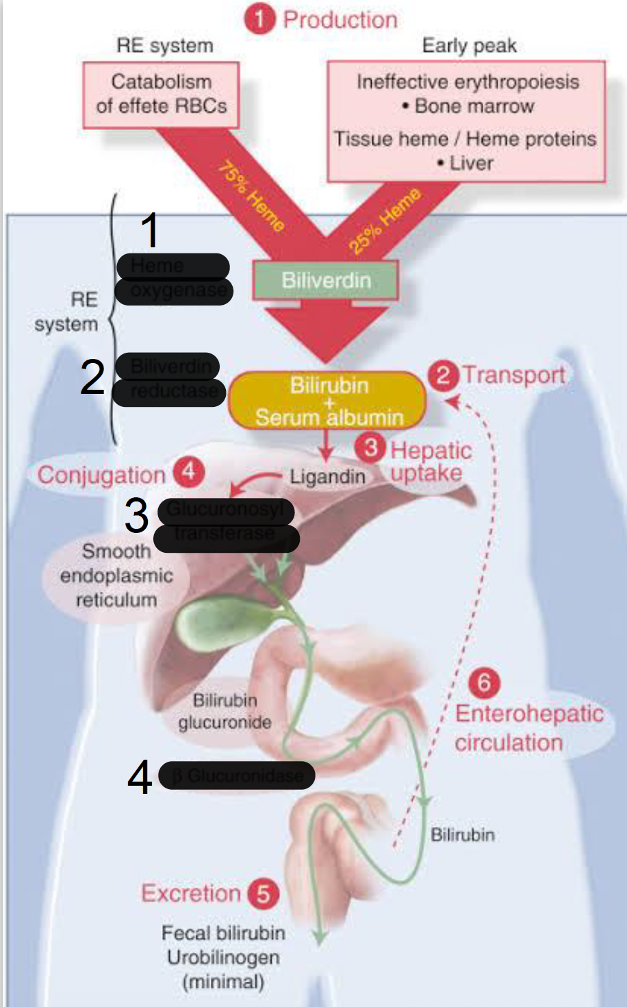 <p>enzyme in 3 that catalyze conjugation</p>