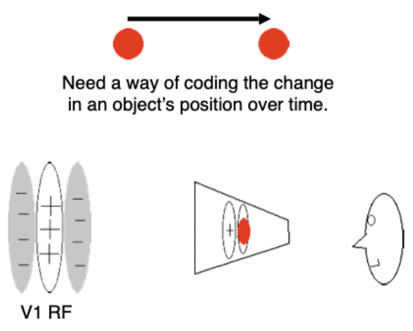 <p> </p><ul><li><p><span>If I need to have a neuron that's directly sensing motion I have to have some way of coding or responding to the change in an objects position over time. That is essentially what movement is. I need some way of directly sensing that.</span></p></li><li><p>Have V1 receptive field, set aside on & off regions. Looking at a picture, need some mechanism to tell me that I have one thing at one point in time & another thing at another point in time. Need some way of coding fact something is here on the receptive field on the left & then something is here on the receptive field on the right at different points in time.</p></li><li><p><span>Build circuit for detecting motion</span></p></li><li><p><span>Need to build circuit for motion detection.</span></p></li><li><p><span>Hypothetical circuit for detecting motion-exists as mechanism for motion detection.</span></p></li></ul><p></p>