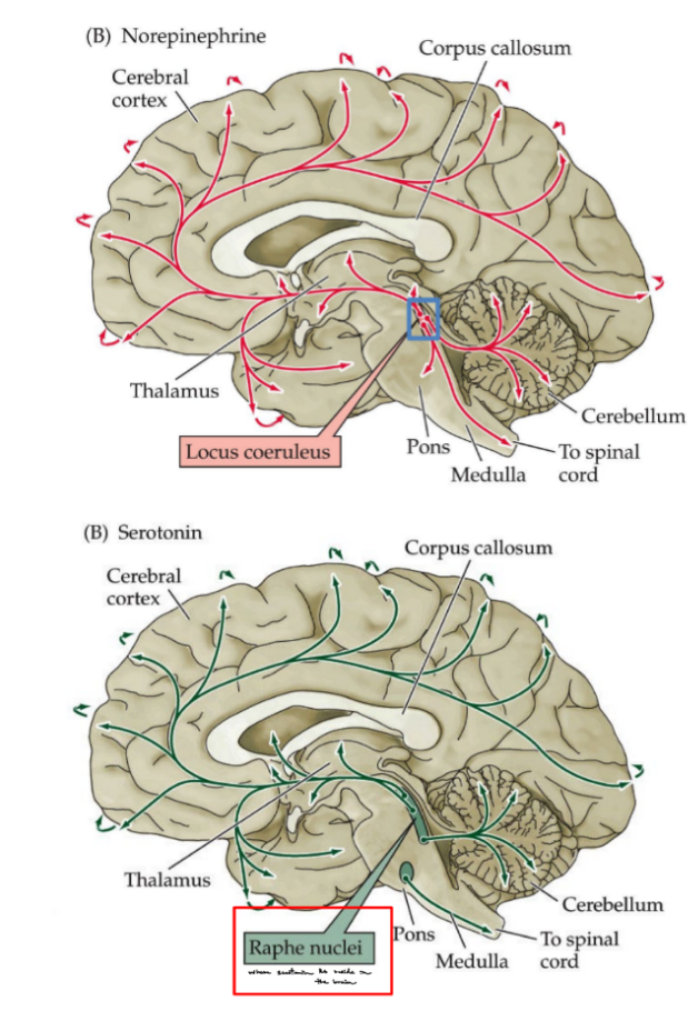 <p><mark data-color="blue" style="background-color: blue; color: inherit;">NE</mark> function in CNS:</p><ul><li><p>sleep and <u>arousal</u>, attention, feeding, <u>emotional state</u></p></li></ul><p>NE function in PNS:</p><ul><li><p>sympathetic function (fight-or-flight) of autonomic/involuntary systems</p></li></ul><p>all noradrenergic/NE transmission in the brain came from/started at the<strong> <u>locus coeruleus</u></strong></p><p>__</p><p><mark data-color="blue" style="background-color: blue; color: inherit;">epinephrine </mark>can be considered both a <u>NT & hormone</u> (b/c helps neuronal communication & acts in peripheral systems/PNS)</p><p>EPI is mainly produced by the <strong><u>adrenal glands</u></strong></p><p>_______</p><p><strong>tyrosine </strong>—(tyrosine hydroxylase/TH)→ <strong>L-DOPA</strong> —(DOPA decarboxylase/DDC)→ <strong>DA </strong>—(DA beta-hydroxylase/DBH)→ <strong>NE </strong>—(phenylethanolamine N-methyltransferase)→ <strong>EPI</strong></p><p>______</p><p><mark data-color="blue" style="background-color: blue; color: inherit;">serotonin </mark>is made in <u>2</u> steps from <strong><u>tryptophan</u></strong></p><p>serotonin is packaged into vesicles by <u>VMAT</u> degraded by <u>MAO</u>, and taken up by <u>SERTs (</u><strong><u>ser</u></strong><u>otonin </u><strong><u>t</u></strong><u>ransporters), </u>which is <u>the target of SSRIs</u></p><p>serotonin Rs are <u>5-HT Rs</u>: <u>5HT1, 5HT2, 5HT3</u></p><p>most serotonin transmission in the brain came from the <strong><u>raphe nucleus</u></strong></p>
