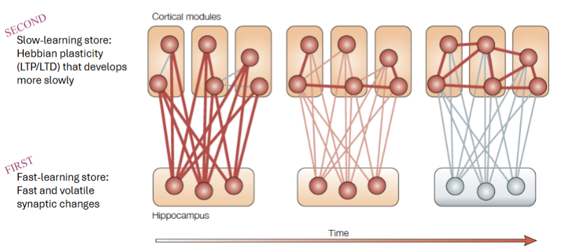 <p>Over time, the memory is "transferred" or "replayed" from the hippocampus to the cortex.</p><ul><li><p><span><strong>Hippocampal Independence:</strong> Eventually (last panel), the cortical modules are so well-integrated with each other that they no longer need the hippocampus to retrieve the memory</span></p></li></ul><p></p>