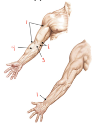 <p>What superficial vein is labeled 1?</p>