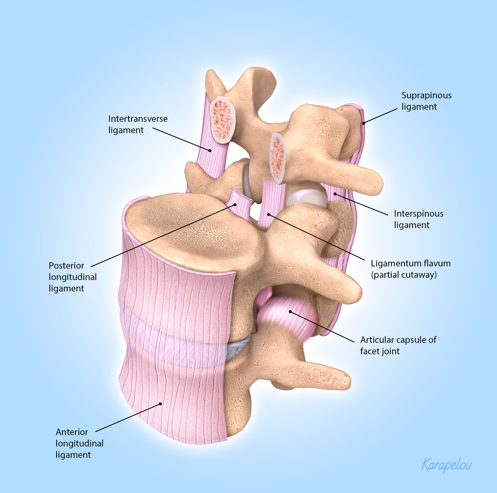 <ul><li><p><span>Anterior longitudinal ligament</span></p></li><li><p><span>Posterior longitudinal ligament</span></p></li><li><p><span>Ligamentum flavum</span></p></li><li><p><span>Intertransverse ligaments</span></p></li><li><p><span>Interspinous ligaments</span></p></li></ul><p></p>